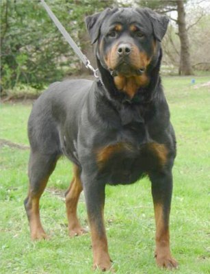 Poliţiştii au deschis dosar de cercetare, în cazul bărbatului muşcat de Rottweiler